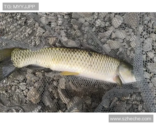 男人在邕江钓上27.5公斤大鱼！卖了2000多元